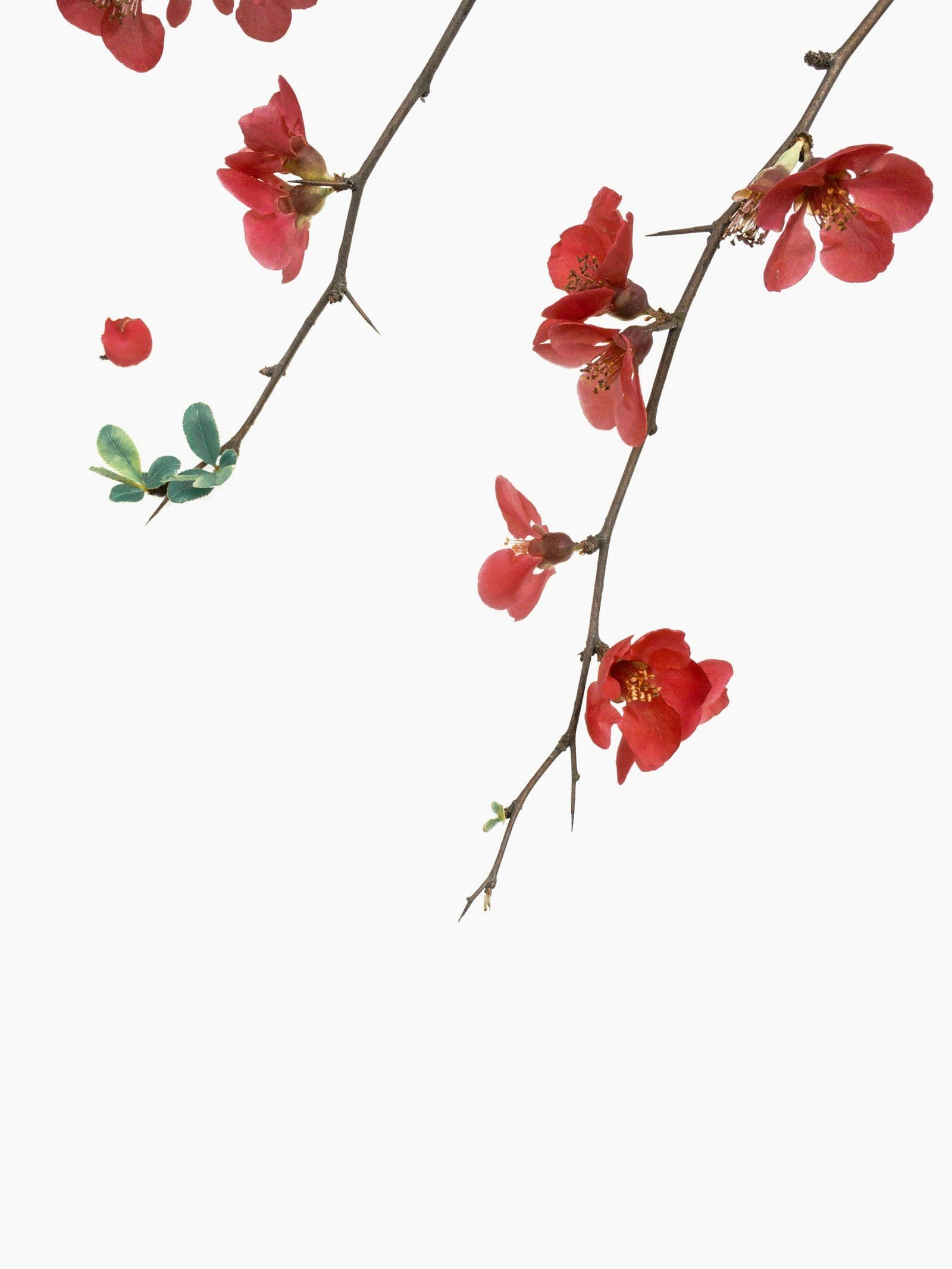 Hộp Quà 8/3 T&Q GIFT Sắc Hoa – ảnh 4